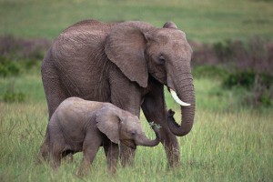 слониха и слоненок