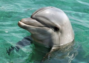дельфин2