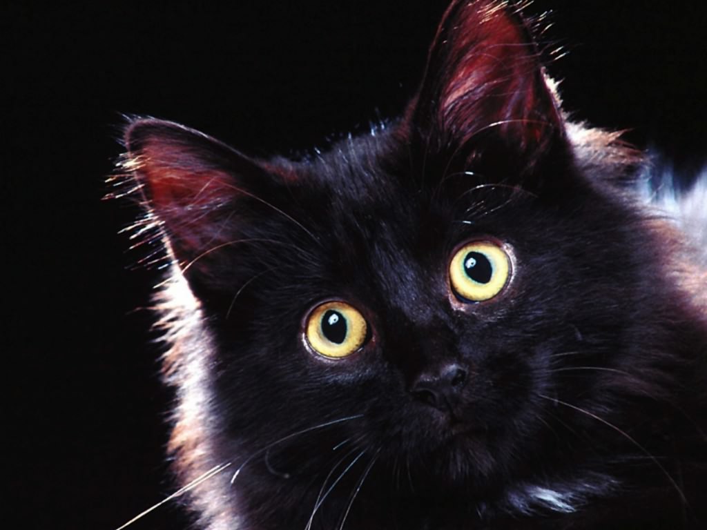 Ветеринарная клиника: кастрация кота и кошки, выезд ветеринара на дом